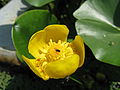 Kleine Teichrose (Nuphar pumila)