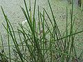 Röhriger Wasserfenchel (Oenanthe fistulosa)
