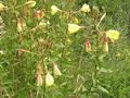 Rotkelchige Nachtkerze (Oenothera glazioviana)