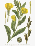 Oenothera biennis