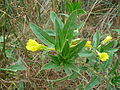 Sand-Nachtkerze (Oenothera oakesiana)