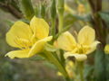 Kleinblütige Nachtkerze (Oenothera parviflora)