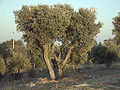 Olivenbaum (Olea europaea)