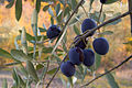Oliven (Olea europaea)