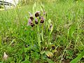 Hummel-Ragwurz (Ophrys holoserica)