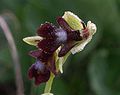 Fliegen-Ragwurz (Ophrys insectifera)