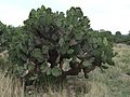 Feigenkaktus (Opuntia ficus-indica)