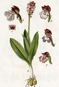 Purpur-Knabenkraut (Orchis purpurea)