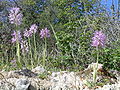 Italienisches Knabenkraut (Orchis italica)