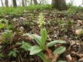 Blasses Knabenkraut (Orchis pallens)