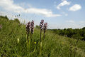 Purpur-Knabenkraut (Orchis purpurea)