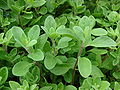 Majoran (Origanum majorana)