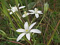 Dolden-Milchstern (Ornithogalum umbellatum)