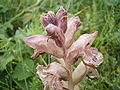Nelken-Sommerwurz (Orobanche caryophyllacea)