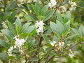 Stachelblättrige Duftblüte (Osmanthus heterophyllus)