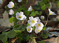 Waldsauerklee (Oxalis acetosella)