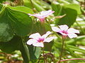 Gegliederter Sauerklee (Oxalis articulata)