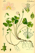 Oxalis acetosella