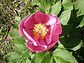 Paeonia broteri