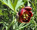 Kalifornische Pfingstrose (Paeonia californica)