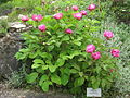 Kaukasische Pfingstrose (Paeonia caucasica)