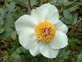 Clusius-Pfingstrose (Paeonia clusii)