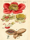 Gemeine Pfingstrose (Paeonia officinalis)