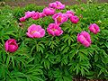 Gemeine Pfingstrose (Paeonia officinalis)