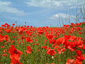 Klatschmohn (Papaver rhoeas)