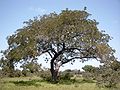 Néré (Parkia biglobosa)