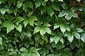 Gewöhnliche Jungfernrebe (Parthenocissus vitacea)