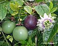 Purpurgranadilla (Passiflora edulis forma edulis)