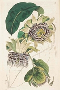 Passiflora laurifolia