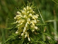 Beblättertes Läusekraut (Pedicularis foliosa)