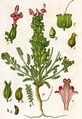 Pedicularis sylvatica