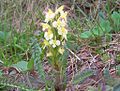 Buntes Läusekraut (Pedicularis oederi)