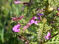 Sumpf-Läusekraut (Pedicularis palustris)