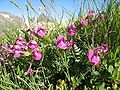 Zweiblüten-Läusekraut (Pedicularis portenschlagii)