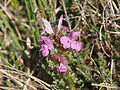 Wald-Läusekraut (Pedicularis sylvatica)