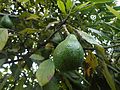 Avocado (Persea americana)