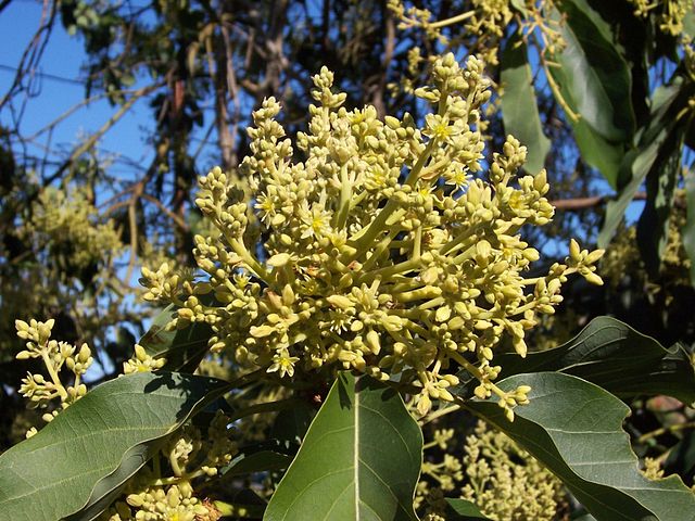 Avocado (Persea americana)