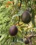 Avocado (Persea americana), dunkle Früchte
