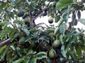 Avocado (Persea americana), grüne Früchte