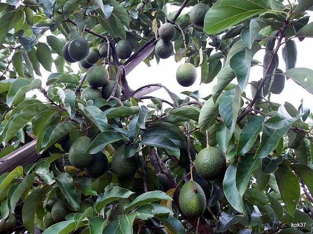 Avocado (Persea americana)