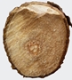Avocado (Persea americana), Holz
