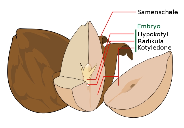 Avocado (Persea americana)