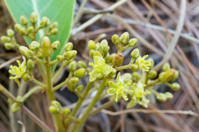 Persea caerulea (Blüte)