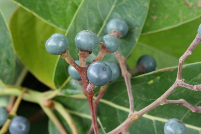 Persea caerulea (Früchte)