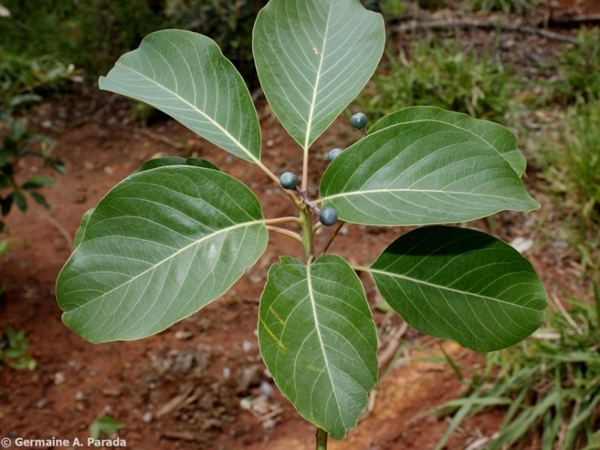 Persea caerulea (junge Pflanze)