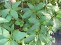 Indische Persea (Blätter)